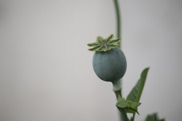 Green Opium Poppy Seed Pod (Papaver somniferum) — Macro Botanical Photography