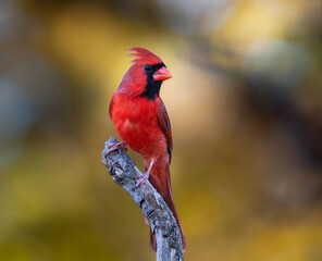 Fototapeta premium red cardinal bird on perch with autumn background