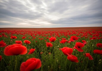 Fototapeta premium Vast field of vibrant red poppies blooming under a dramatic cloudy sky at sunset