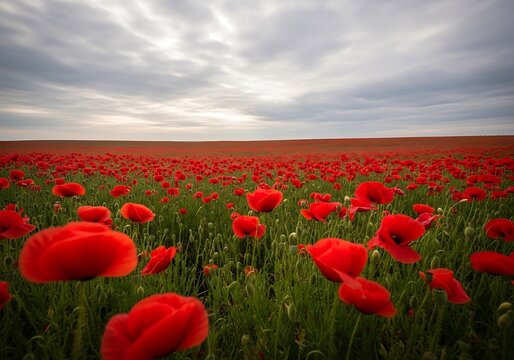 Vast field of vibrant red poppies blooming under a dramatic cloudy sky at sunset