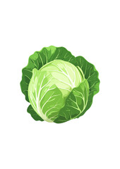 Fototapeta premium cabbage isolated on white background