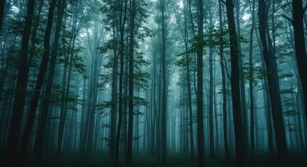 Mysterious misty forest with tall trees. Atmospheric woodland landscape in morning fog. Cinematic and moody natural environment. Eerie deep woods scenery for a fantasy concept