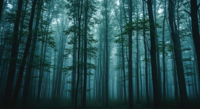 Mysterious misty forest with tall trees. Atmospheric woodland landscape in morning fog. Cinematic and moody natural environment. Eerie deep woods scenery for a fantasy concept - Powered by Adobe