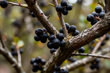 Buckthorn shrub (Rhamnus catharticus) buckthorn shrub with clusters of dark berries and green leaves in natural setting