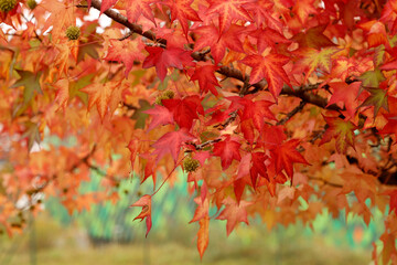 Leaves of a tree in autumn