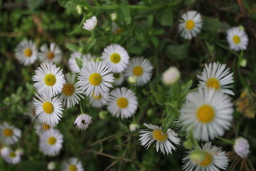 Obraz premium daisies in the garden
