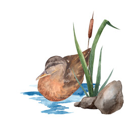 watercolor illustration of duck swimming in a river with reeds. hand-drawn tranquil pond with birds and plants