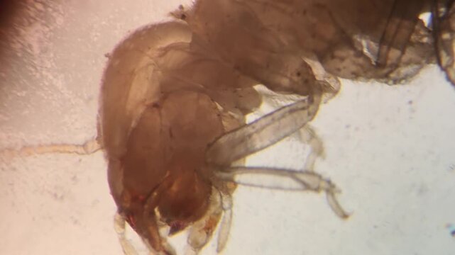 Microscopic footage of a Termite Head and Segmented Antennae