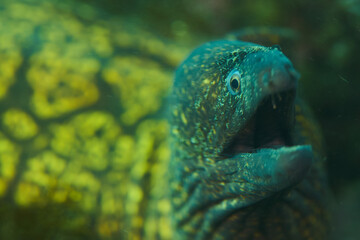 Close-Up of a Moray Eel Underwater Showing Teeth and Speckled Skin