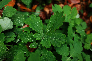 Close-up of fresh green leaves covered with raindrops in forest. Natural freshness and vibrant texture after autumn rain