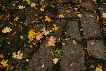 Colorful autumn leaves scattered over old stone path in the forest. Warm seasonal tones and natural textures
