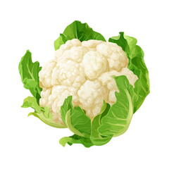 Flat 2D Cauliflower vector illustration, icon graphic on white background