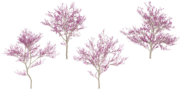 3d illustration of Cercis Plants on transparent background