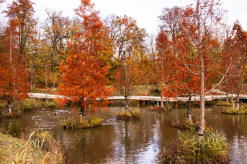 Young bald cypress (Taxodium distichum) trees growing in water in a botanical garden. Autumn orange foliage, vibrant colors. Exotic trees adapted to new climates, ideal for nature and landscaping.