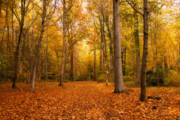 Autumn forest path lined with bright yellow trees and covered in fallen leaves, creating a warm seasonal landscape suitable for articles, covers and nature-themed designs.