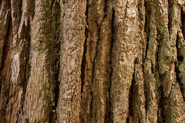 Close-up of tree bark with vivid texture, irregular trunk surface, natural patterns and details. Perfect for nature, wood, background, design, and botanical projects.