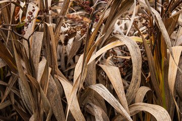 Dry autumn plants with brown leaves, close-up of withered foliage. Seasonal decay, nature, garden, outdoor, natural textures, autumnal colors.