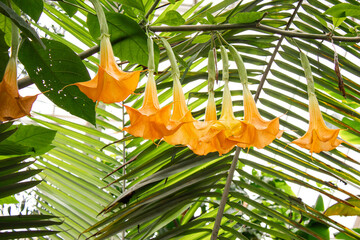 Yellow tropical Brugmansia flowers among lush green leaves. Exotic floral background for beauty branding, cosmetics, spa advertising, nature blogs, packaging design, wellness concepts.