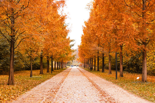 Fall foliage scene. Golden autumn trees forming a symmetrical avenue with a leaf-covered path. Seasonal landscape ideal for magazines, blog headers, advertising and nature concepts. Outdoor, center co
