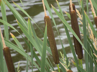 Cattail reeds with brown seed heads emerging from green leaves by calm water. Natural wetland scene.