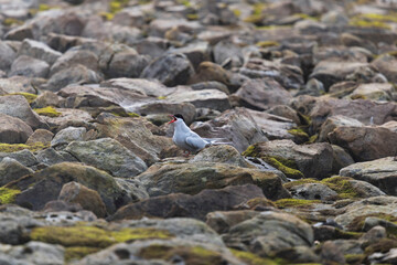 Arctic tern