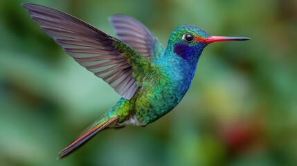 Obraz premium A colorful hummingbird hovers gracefully in mid-air, showcasing its iridescent green and blue feathers. The lush background creates a tropical atmosphere filled with life.