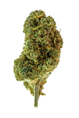 Close up of prescription medical marijuana strain. Macro medical marijuana, Cannabis Bud photo isolated on white background 