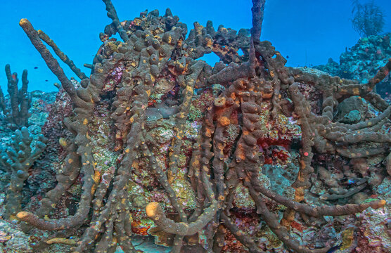 Caribbean coral garden, Bonaire
