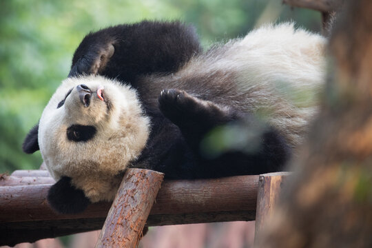 Giant panda resting in a sanctuary