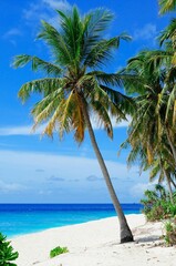 tropical beach with palm trees