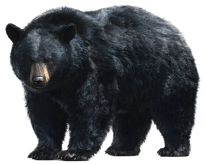 Majestic black bear stands powerfully, showcasing its wild, untamed spirit and impressive fur detail for nature and wildlife projects