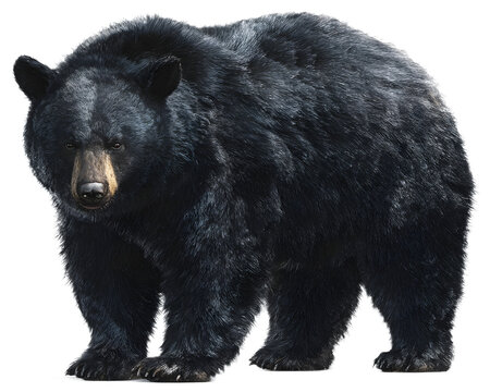 Majestic black bear stands powerfully, showcasing its wild, untamed spirit and impressive fur detail for nature and wildlife projects