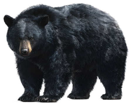 Majestic black bear stands powerfully, showcasing its wild, untamed spirit and impressive fur detail for nature and wildlife projects