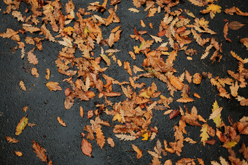 Dry orange leaves scattered on wet asphalt after rain in autumn forest. Simple and natural background texture