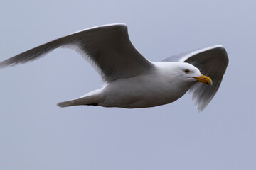 Glaucous gull in flight