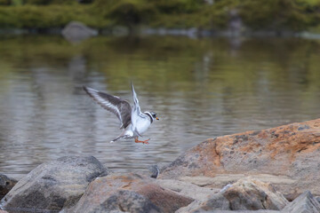 Ringed plover