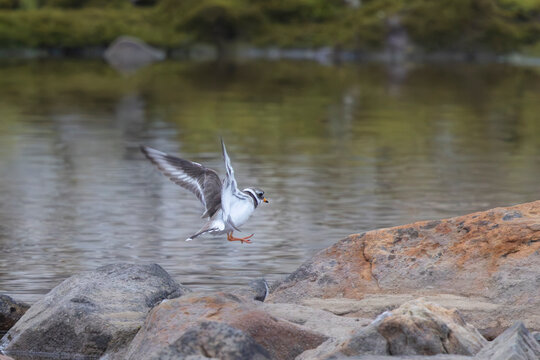 Ringed plover