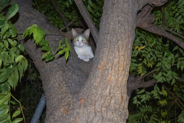 CAT UP IN A TREE AT NIGHT © jorgeadrian