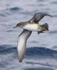 Balearic shearwater