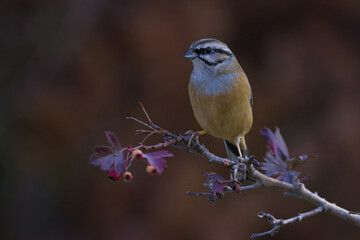 Rock bunting