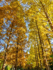 神戸市立森林植物園のメタセコイア並木が色づく
