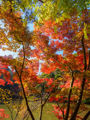 秋が深まり紅葉色づく神戸森林植物園