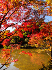 秋が深まり紅葉色づく神戸森林植物園