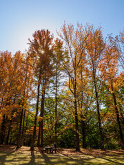 神戸市立森林植物園のメタセコイア並木が色づく