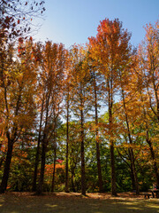 Obraz premium 神戸市立森林植物園のメタセコイア並木が色づく