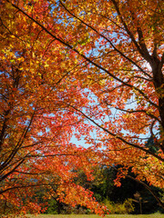 秋が深まり紅葉色づく神戸森林植物園
