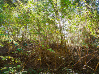 森の中で森林浴　神戸市立森林植物園にて