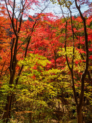 Obraz premium 秋が深まり紅葉色づく神戸森林植物園