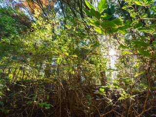 Fototapeta premium 森の中で森林浴 神戸市立森林植物園にて