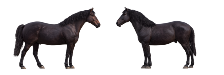 Two majestic black horses standing gracefully, showcasing power and elegance against a transparent backdrop, perfect for design needs